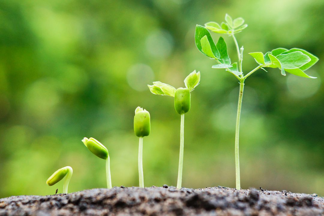 Triebe wachsen aus der Erde