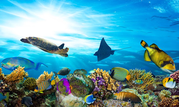 Fische im Meer schwimmen an Korallen vorbei