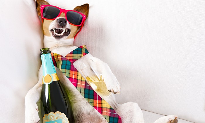 Hund mit Sonnenbrille umarmt Sektflasche