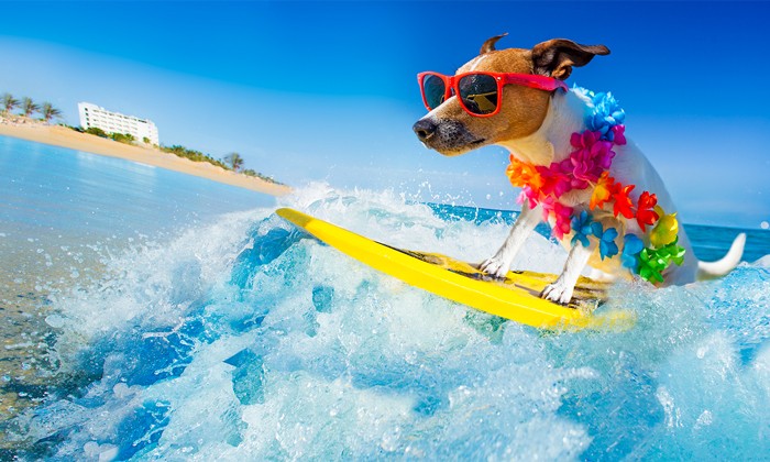 Hund mit Sonnenbrille auf einem Surfbrett